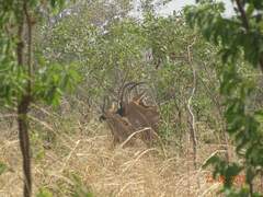 Hippotragus equinus koba