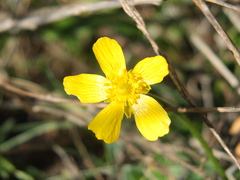 Ranunculus bullatus