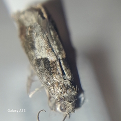 Epinotia nisella