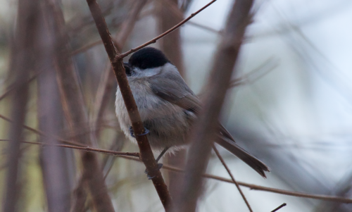 Carbonero palustre (Poecile palustris)