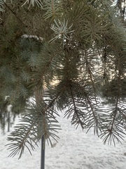 Pinales
