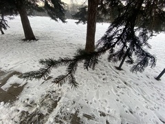 Pinales