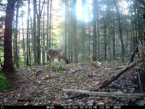 Coyote photographed in New Hampshire