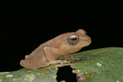 Raorchestes luteolus