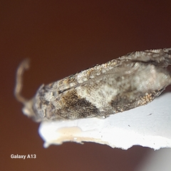 Epinotia nisella