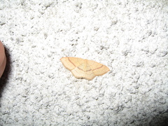 Cyclophora linearia