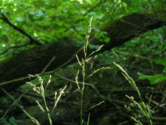 Glyceria nemoralis