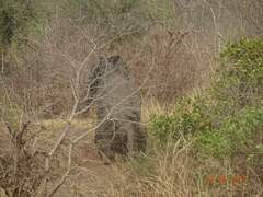 Loxodonta