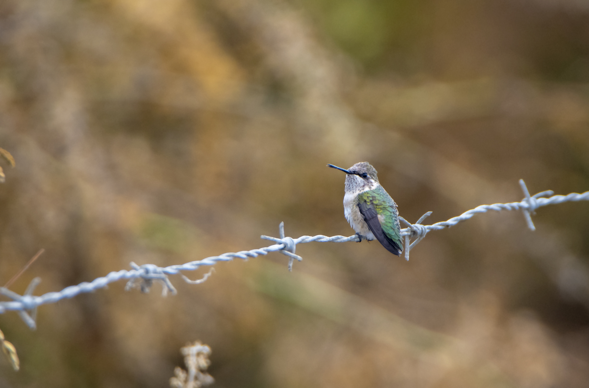 Short-tailed Woodstar (Myrmia micrura), photo 2