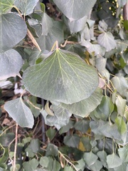 Hedera