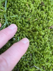 Rhytidiadelphus squarrosus