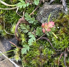 Erodium cicutarium
