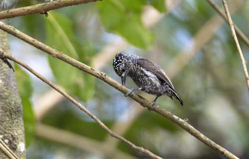 Ecuadorian Piculet (Picumnus sclateri), photo 8