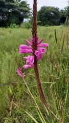 Watsonia densiflora