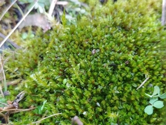 Ptychostomum pseudotriquetrum