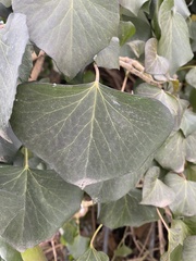 Hedera