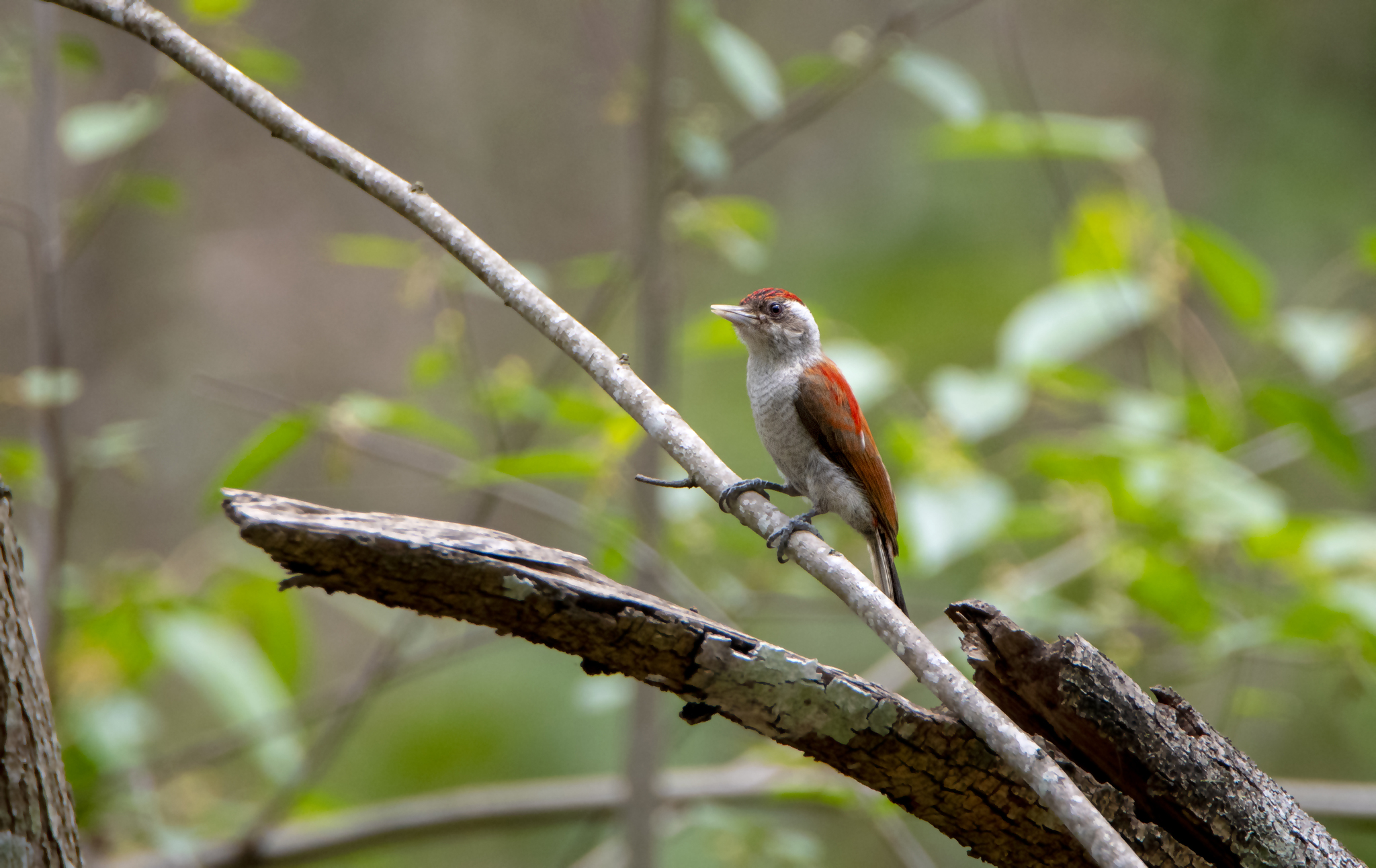 Scarlet-backed Woodpecker (Veniliornis callonotus), photo 4