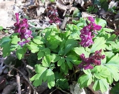 Corydalis cava