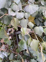 Hedera
