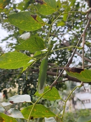 Hierodula membranacea