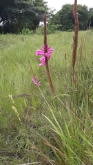 Watsonia densiflora