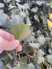 Hedera