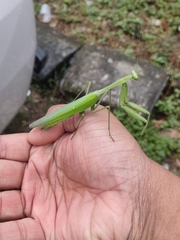 Hierodula membranacea