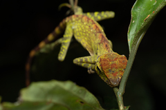 Gonocephalus bornensis