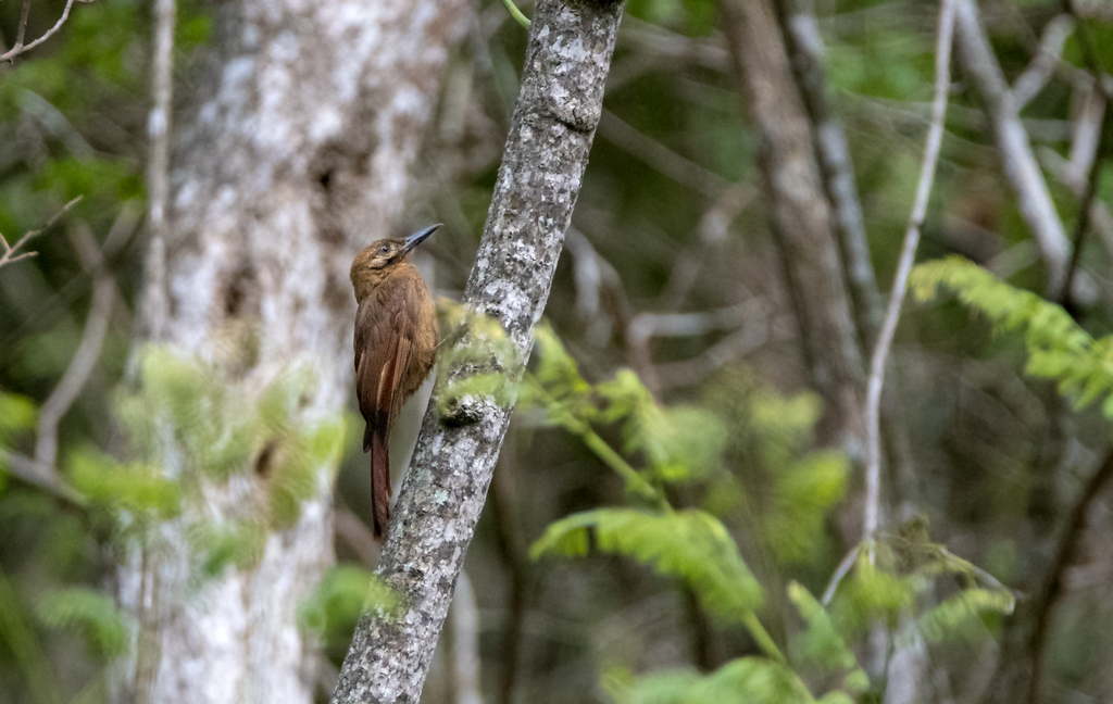 Dendrocincla fuliginosa ridgwayi