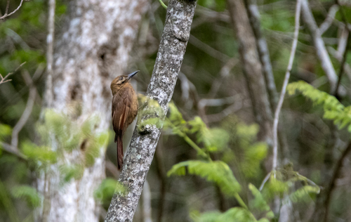 Dendrocincla fuliginosa ridgwayi