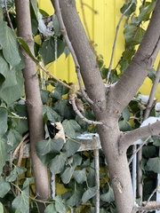 Hedera