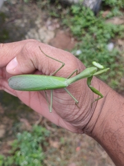 Hierodula membranacea