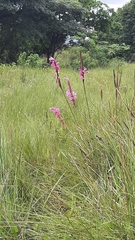 Watsonia densiflora