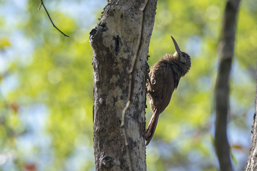 Xiphocolaptes promeropirhynchus crassirostris