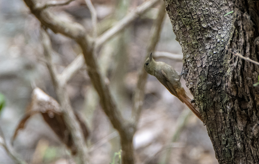 Olivaceous Woodcreeper