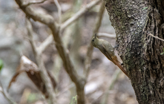 Olivaceous Woodcreeper photo 1