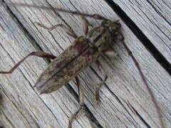 Elaphidion mucronatum