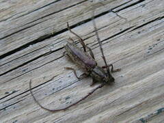 Elaphidion mucronatum