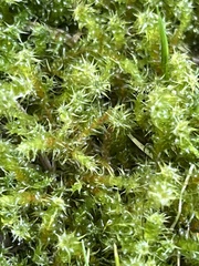 Rhytidiadelphus squarrosus