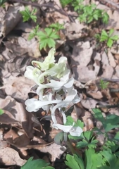 Corydalis cava