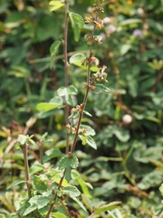 Triumfetta rhomboidea