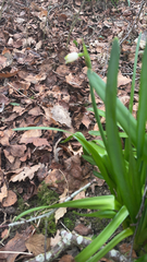 Leucojum