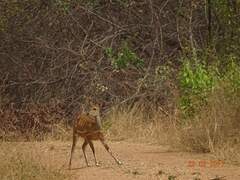 Tragelaphus scriptus