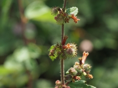 Triumfetta rhomboidea