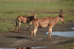 Alcelaphus buselaphus cokii