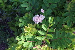 Sorbus sitchensis