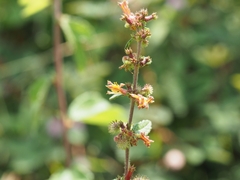 Triumfetta rhomboidea