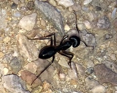 Tanaemyrmex