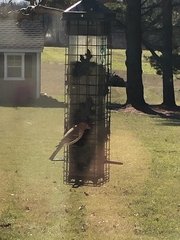 Haemorhous purpureus