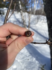 Zapatella quercusphellos